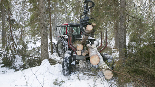 Näyttää siltä, että Jari-myrsky aiheuttaa metsänomistajille pääasiassa yksittäisten tuulenkaatamien puiden keräilytyötä. (Kuva: Sami Karppinen)