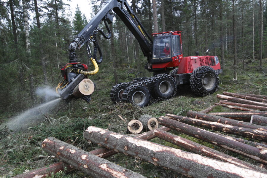 Tyvilahoa aiheuttavan juurikäävän torjuntaviruksella olisi kysyntää niin meillä kuin muualla. (Kuvaaja: Sami Karppinen)