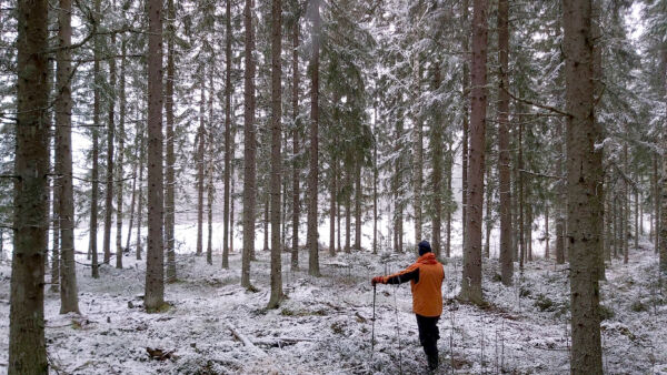 Tilan noin 13 hehtaarista on metsää 7, peltoa 5 ja muuta maata yksi hehtaari.  (Kuvaaja: Hannu Liljeroos)