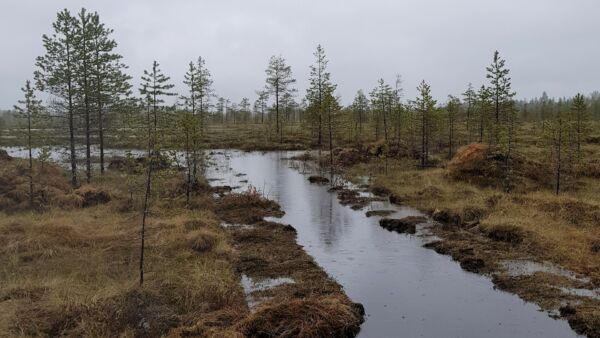 Vettymisen seurauksena soiden luontoarvot paranevat ja alueen vesitalous palautuu luonnontilaisempaan suuntaan.