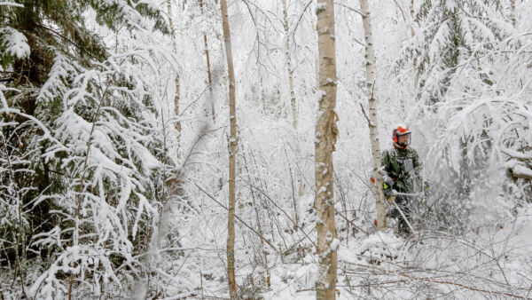 Metsäpalvelu Kytöharjun Mikko Kytöharju teki ennakkoraivausta energiapuuleimikkoon Ylistarossa marraskuun lopulla. Työ tehdään suoraan yksityiselle metsänomistajalle, kuten valtaosa Kytöharjun yrityksen kohteista tänä päivänä. (Kuvaaja: Sami Karppinen)