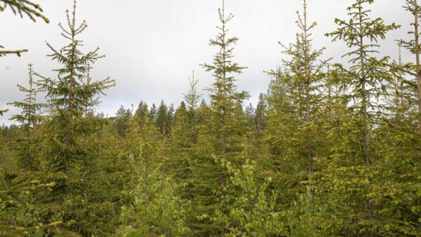 Jalostetusta siemenalkuperästä kasvatettujen taimikoiden kasvu kiihtyy lähivuosikymmeninä. (Kuvaaja: mikko riikilä)