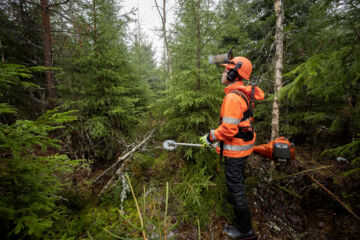 Olisitko kaatanut samoin? Metsuri Sanna Karjalainen raivasi nurin kuusia, joiden kasvatukseen alue on alun perin istutettu. Talousmetsässä moni metsuri olisi kaatanut ainakin toisen koivuista ja paksuhkon männyn, jotka jäivät nyt pystyyn.  (Kuvaaja: Vesa-Matti Väärä)