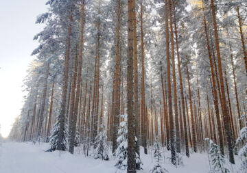 Entistä isompi osa puuston biomassasta on nykyään runkopuuta. Se on ollut metsänjalostuksen tavoite, mutta vähentynyt hiilensidonta on kääntänyt hyveen paheeksi. (Kuvaaja: Sami Karppinen)