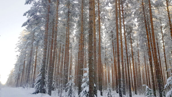 Entistä isompi osa puuston biomassasta on nykyään runkopuuta. Se on ollut metsänjalostuksen tavoite, mutta vähentynyt hiilensidonta on kääntänyt hyveen paheeksi. (Kuvaaja: Sami Karppinen)