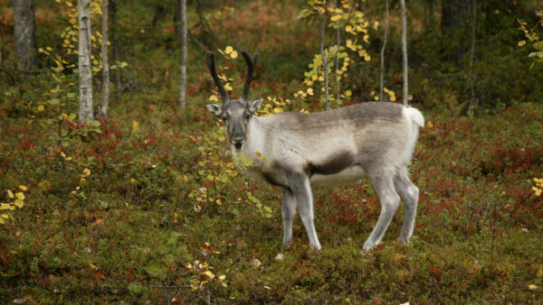 Sápmi-työryhmän mukaan vanhojen metsien suojelu hyödyttää myös porotaloutta. (Kuvaaja: Antero Aaltonen)