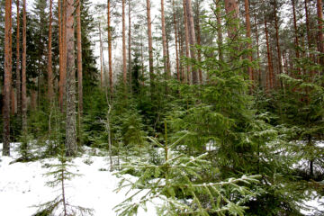 Jatkuvaa kasvatusta kutsutaan myös eri-ikäisrakenteiseksi kasvatukseksi tai jatkuvapeitteiseksi metsänkasvatukseksi. (Kuvaaja: Valtteri Skyttä)