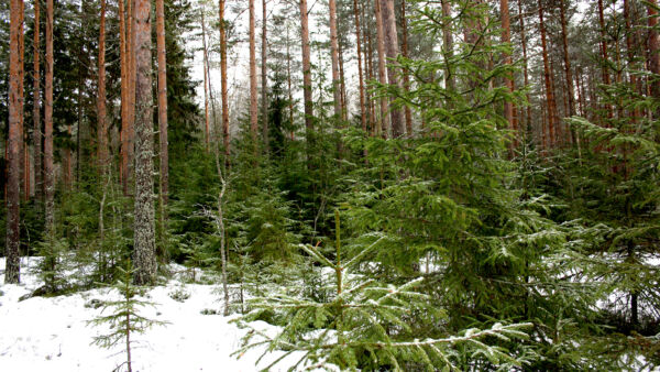 Jatkuvaa kasvatusta kutsutaan myös eri-ikäisrakenteiseksi kasvatukseksi tai jatkuvapeitteiseksi metsänkasvatukseksi. (Kuvaaja: Valtteri Skyttä)