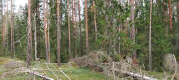 Marttametsän puusto on pääosin vanhaa männikköä. Lahopuuta on syntynyt sinne tänne. (kuva: Harri Hölttä)