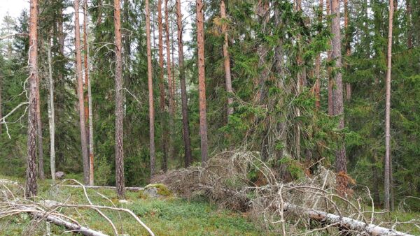 Marttametsän puusto on pääosin vanhaa männikköä. Lahopuuta on syntynyt sinne tänne. (kuva: Harri Hölttä)