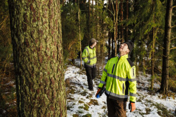 Toimitusjohtaja Kari Partanen (edessä) kiertää itse valitsemassa puut, joista Fiskarin Laatupuu on kiinnostunut. Tarmo Tuomen metsästä Liedosta niitä löytyy rekkakuormallinen. (Kuvaaja: Seppo Samuli)