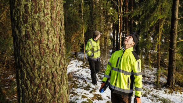 Toimitusjohtaja Kari Partanen (edessä) kiertää itse valitsemassa puut, joista Fiskarin Laatupuu on kiinnostunut. Tarmo Tuomen metsästä Liedosta niitä löytyy rekkakuormallinen. (Kuvaaja: Seppo Samuli)