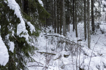 Aina Metso-kohde ei kehity itsestään kohti luonnontilaa, vaan hakkuita voidaan joutua tekemään luonnonhoidollisista syistä. (Kuvaaja: Marjaana Malkamäki)