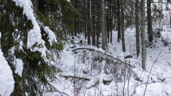 Uudessa metka-tuessa ympäristötuen saa 20 prosentilla korotettuna, jos lahopuuta on yli 20 kuutiota hehtaarilla.  (Kuvaaja: Marjaana Malkamäki)