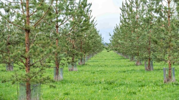 Jalostettuja siemeniä käytetään sekä metsäpuiden taimien tuotannossa että männyn metsäkylvössä. Kuva männyn siemenviljelmältä. (Kuvaaja: Kimmo Haimi)