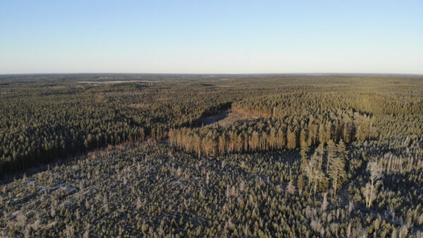 Viime syksynä metsätilojen hinta liikkui noin 52–55 euron haarukassa puukuutiota kohden Metsätilat -ketjun välittämissä kohteissa. Tällekin vuodelle metsätilamarkkinoilla odotetaan runsasta tarjontaa. (Kuva: Sami Karppinen)
