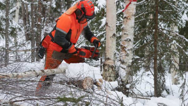 Husqvarna 540 XP:n leikkuuteho on joukon paras, mutta saha kärsii hakkuutyöhön huonosti sopivasta terävarustuksesta.  (Kuvaaja: Sami Karppinen)