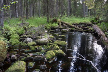 Puusto saa puron elämään, Lauri Saaristo kirjoittaa. (Kuvaaja: Lauri Saaristo)