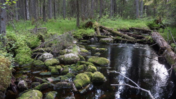 Puusto saa puron elämään, Lauri Saaristo kirjoittaa. (Kuvaaja: Lauri Saaristo)