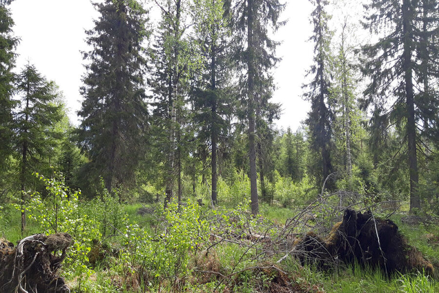 Suojuspuumenetelmällä hakattu korpikuusikko Lounais-Lapin Tervolassa kymmenisen vuotta hakkuun jälkeen.  (Kuvaaja: Hannu Hökkä/Luke)