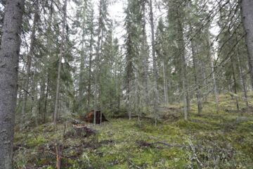 Jatkossa Metsää.fi-palvelu saattaa ehdottaa poimintahakkuuta vaihtoehtona päätehakkuulle.  (Kuvaaja: Sami Karppinen)