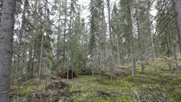 Jatkossa Metsään.fi-palvelu saattaa ehdottaa poimintahakkuuta vaihtoehtona päätehakkuulle.  (Kuvaaja: Sami Karppinen)