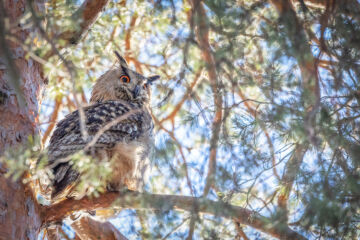 Birdlife Suomen vuoden lintu on erittäin uhanalainen huuhkaja. (Kuvaaja: Terhi Paavola)