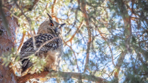 Birdlife Suomen vuoden lintu on erittäin uhanalainen huuhkaja. (Kuvaaja: Terhi Paavola)