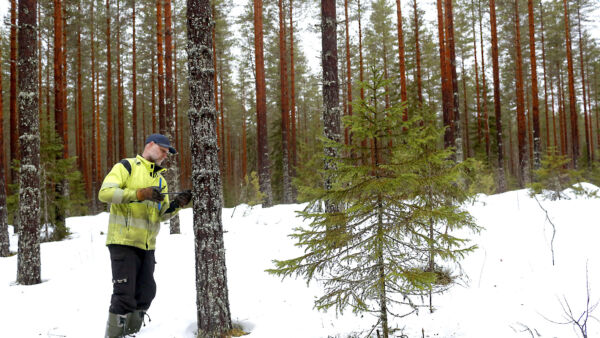 Jussi Koskinen aikoo lähivuosina ryhtyä uudistamaan 1960-luvun viljelymänniköitä. Kasvukaira on hyödyllinen apuväline pohdittaessa miltä kuviolta työ aloitetaan.  (Kuvaaja: Sami Karppinen)