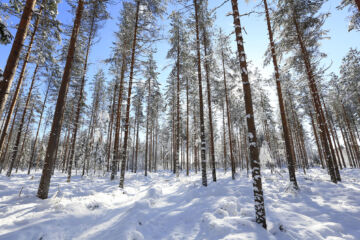 Isoimmillaan uudistuksen verotushyöty on puustoisissa metsätiloissa, missä on reilusti hakattavaa. Korotettu metsävähennys nostaa myös harvennettujen ja taimikkovaltaisten tilojen arvoa. (Kuvaaja: Sami Karppinen)