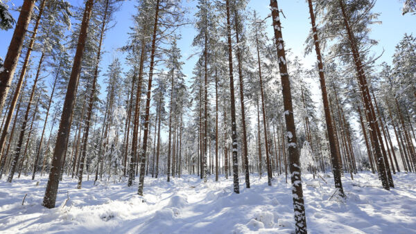 Isoimmillaan uudistuksen verotushyöty on puustoisissa metsätiloissa, missä on reilusti hakattavaa. Korotettu metsävähennys nostaa myös harvennettujen ja taimikkovaltaisten tilojen arvoa. (Kuvaaja: Sami Karppinen)