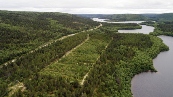 Kuvassa metsänrajapuutarha Utsjoella. (Kuva: Kari Saikkonen)