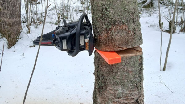 Salakaatajan saha löytyi koivun kyljestä kiilan kanssa.  (Kuvaaja: Arto Vuorinen)