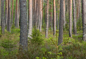 Metsälehden tietojen mukaan suometsien kasvihuonekaasujen inventointimenetelmät ovat menossa remonttiin. (Kuva: MIkko Riikilä)