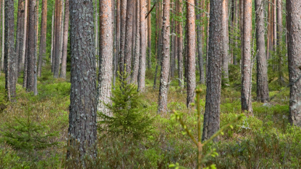 Metsälehden tietojen mukaan suometsien kasvihuonekaasujen inventointimenetelmät ovat menossa remonttiin. (Kuva: MIkko Riikilä)