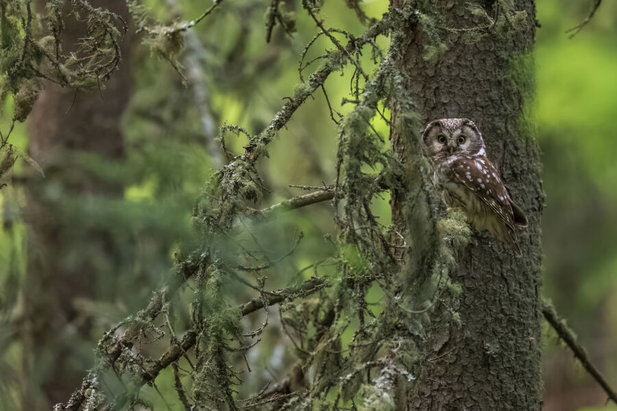 Metsän tuntu -valokuvanäyttelyssä on esillä muun muassa Jari Peltomäen helmipöllöstä ottama kuva. (Kuvaaja: Jari Peltomäki/Finnature)