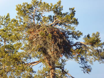 Tyypillisesti maakotkan pesä on vanhassa männyssä. Pesä voi olla käytössä vuosikymmenien ajan. (Kuva: Petteri Polojärvi/Metsähallitus)