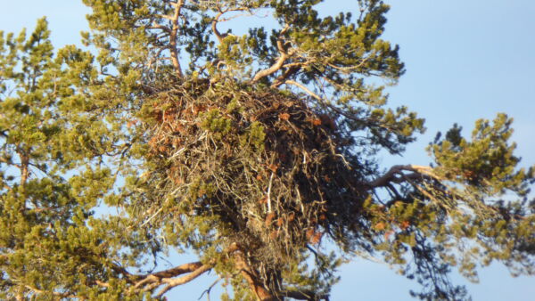 Tyypillisesti maakotkan pesä on vanhassa männyssä. Pesä voi olla käytössä vuosikymmenien ajan. (Kuva: Petteri Polojärvi/Metsähallitus)