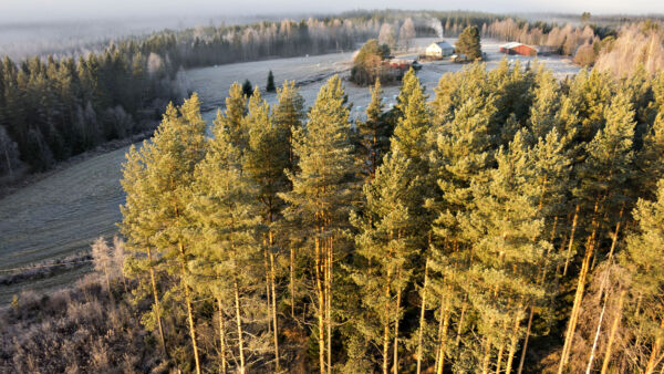 Perintöverosta luovutusvoittoveroon siirtyminen voisi johtaa kuolinpesien metsänomistuksen lisääntymiseen, arvioivat asiantuntijat.  (Kuvaaja: Sami Karppinen)