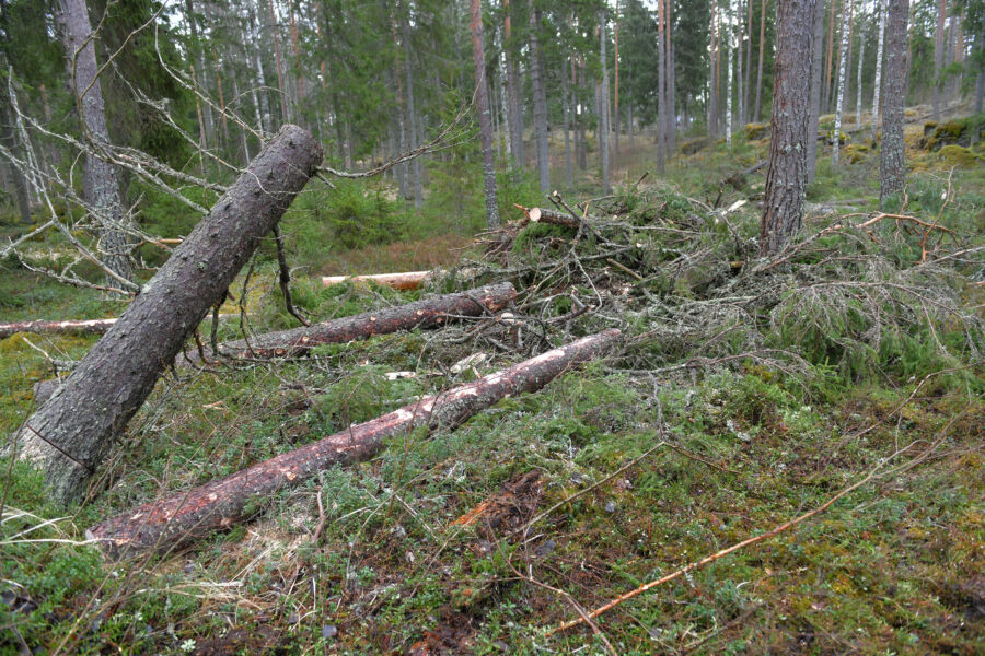 Lyly-myrskyn tuhoja korjattiin Eurajoella maaliskuun alussa. Myrskypuun korjuussa jää pitkiä kantoja, jotka saattavat houkutella tuhohyönteisiä. (Kuvaaja: Juha Sinisalo)