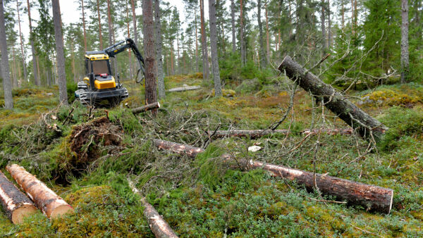 Marraskuisen Lyly-myrskyn kaatamaa puuta korjattiin frisbeegolfradalla Eurajoella maaliskuun alussa. (Kuvaaja: Juha Sinisalo)