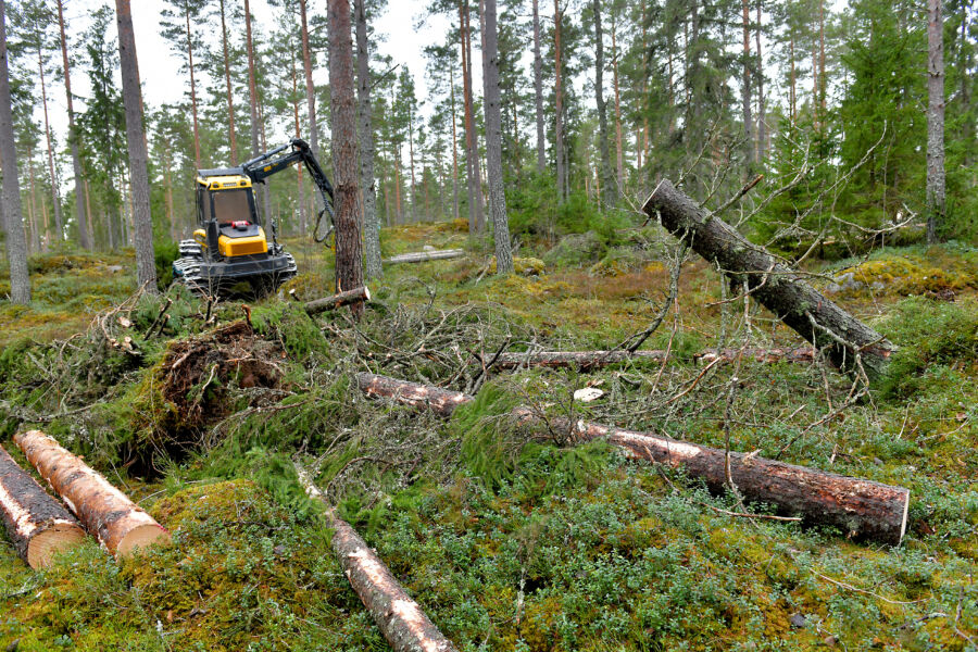 Marraskuisen Lyly-myrskyn kaatamaa puuta korjattiin frisbeegolfradalla Eurajoella maaliskuun alussa. (Kuvaaja: Juha Sinisalo)