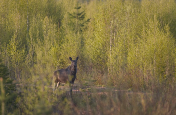 Hirvien pyyntilupamäärä nousi tälle syksylle 12 prosenttia viimevuotisesta. (Kuva: Hannu Huttu)