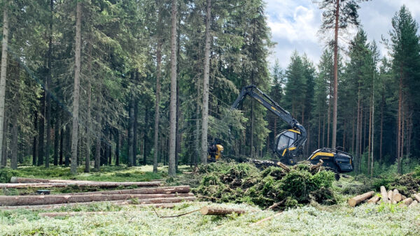 Markkinaheilahdukset voivat hetkellisesti nostaa esimerkiksi energiapuun kannattavuutta, mutta pidemmän päälle paras tili tehdään oikeaan aikaan myydyllä tukilla. (Kuvaaja: Tiia Puukila)