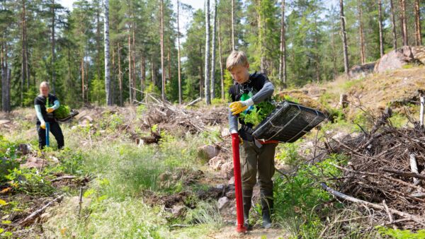 Nuoria istuttamassa kuusentaimia Metsähallituksen monikäyttömetsässä. Kuvaaja: Katri Lehtola/Keksi.