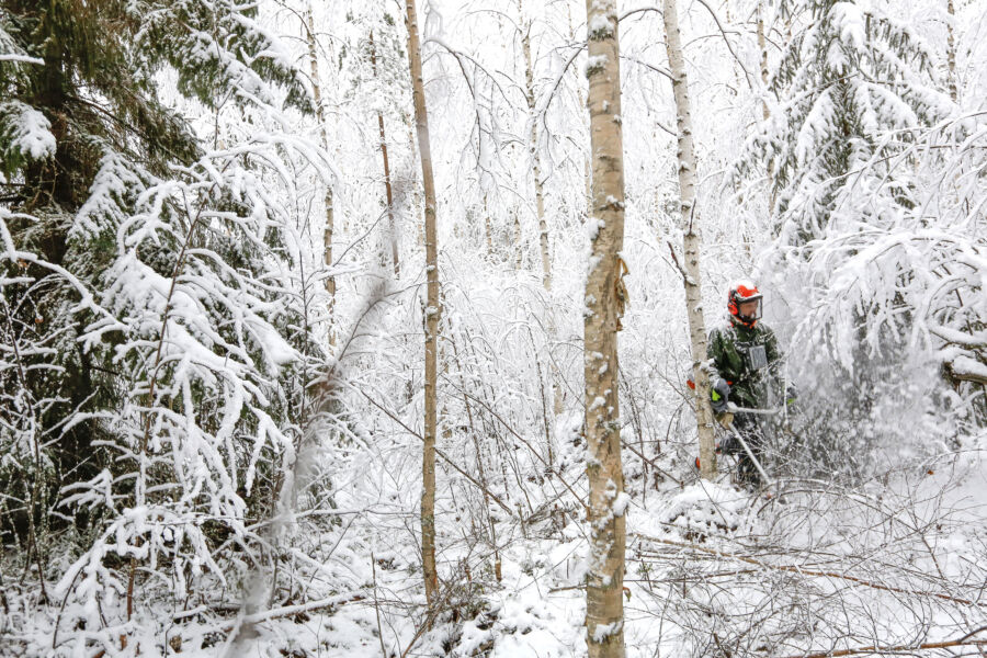 Taimikoiden ja nuorten metsien osuus metsätalouden tukipotista on ollut viime vuosina noin 80 prosenttia. Tänäkin vuonna olosuhteet sallivat monin paikoin raivauksen myös vähä­lumisessa talvikelissä. (Kuvaaja: Sami Karppinen)